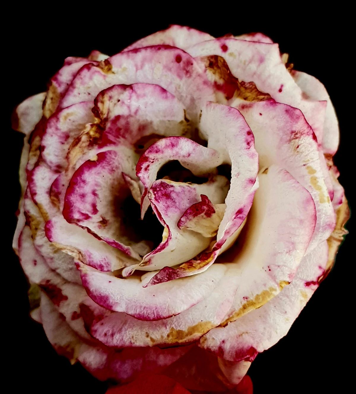 Caring for Your Luxury Bouquet