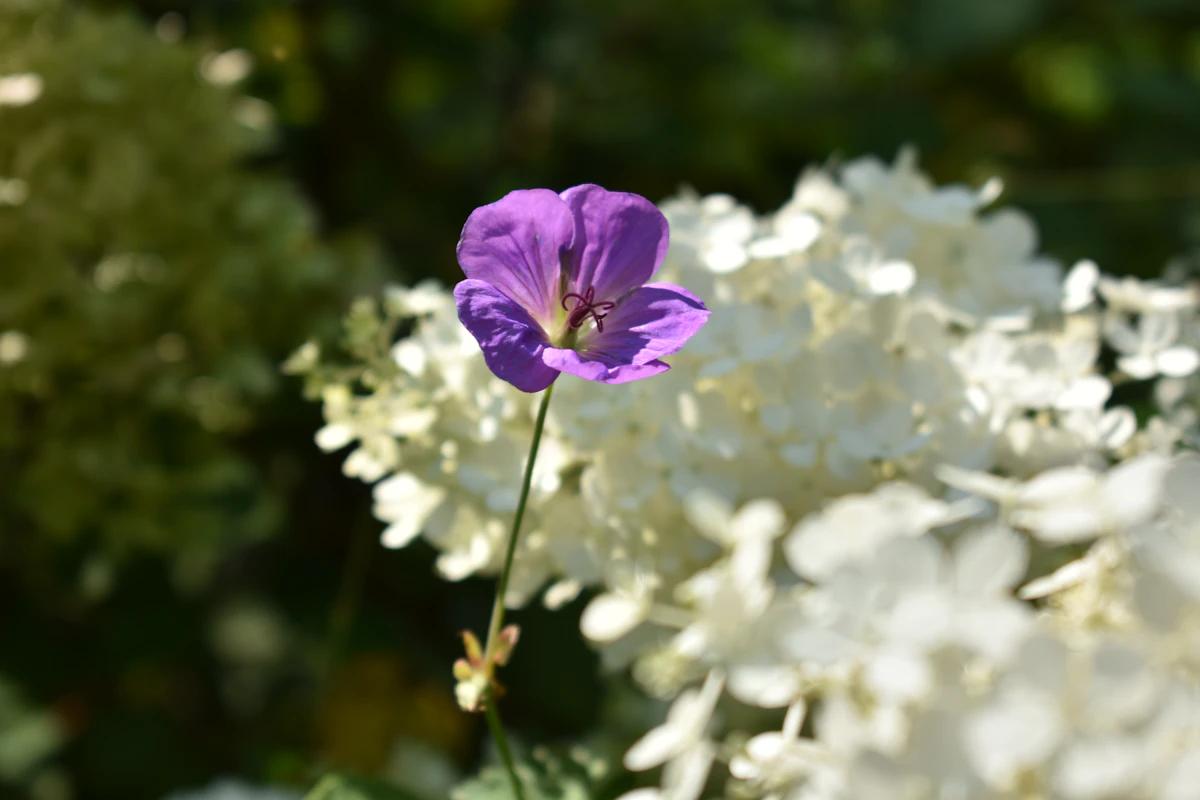 Seasonal Flower Guide