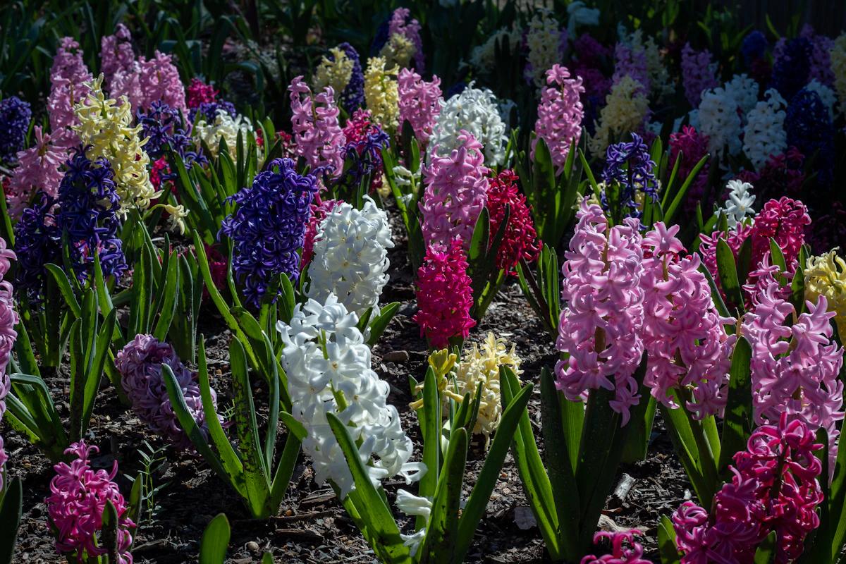 Spring Flower Trends 2024