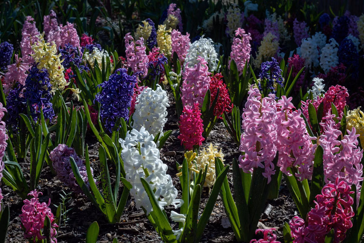 Spring Flower Trends 2024