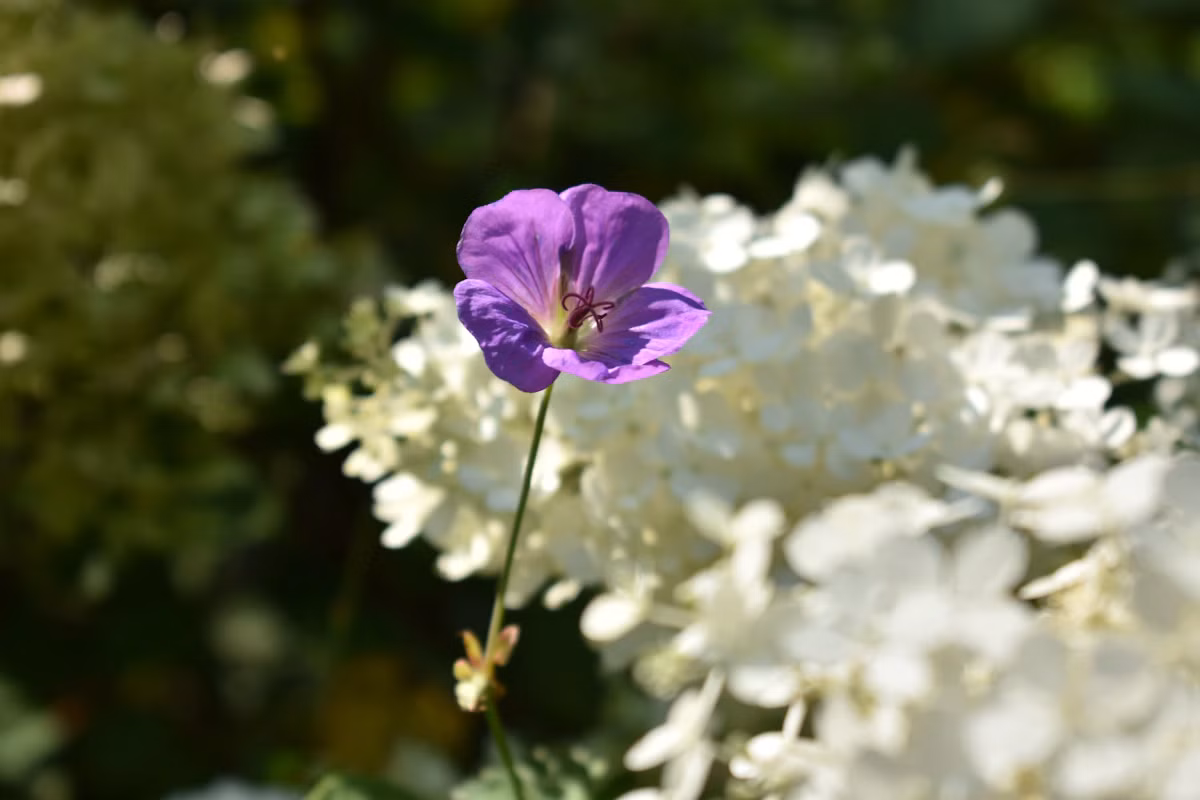 Hydrangeas care guide