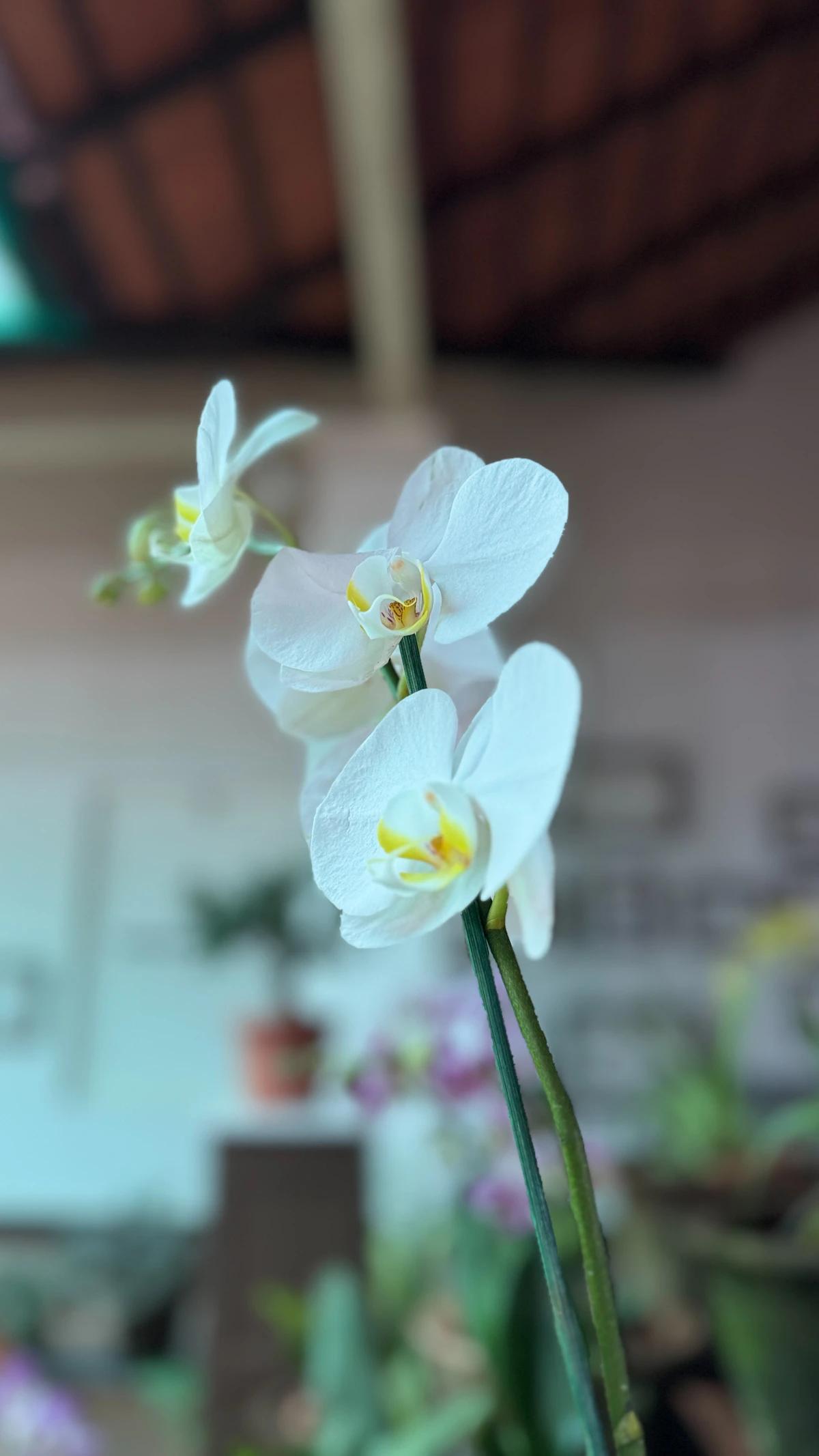 Orchids care guide