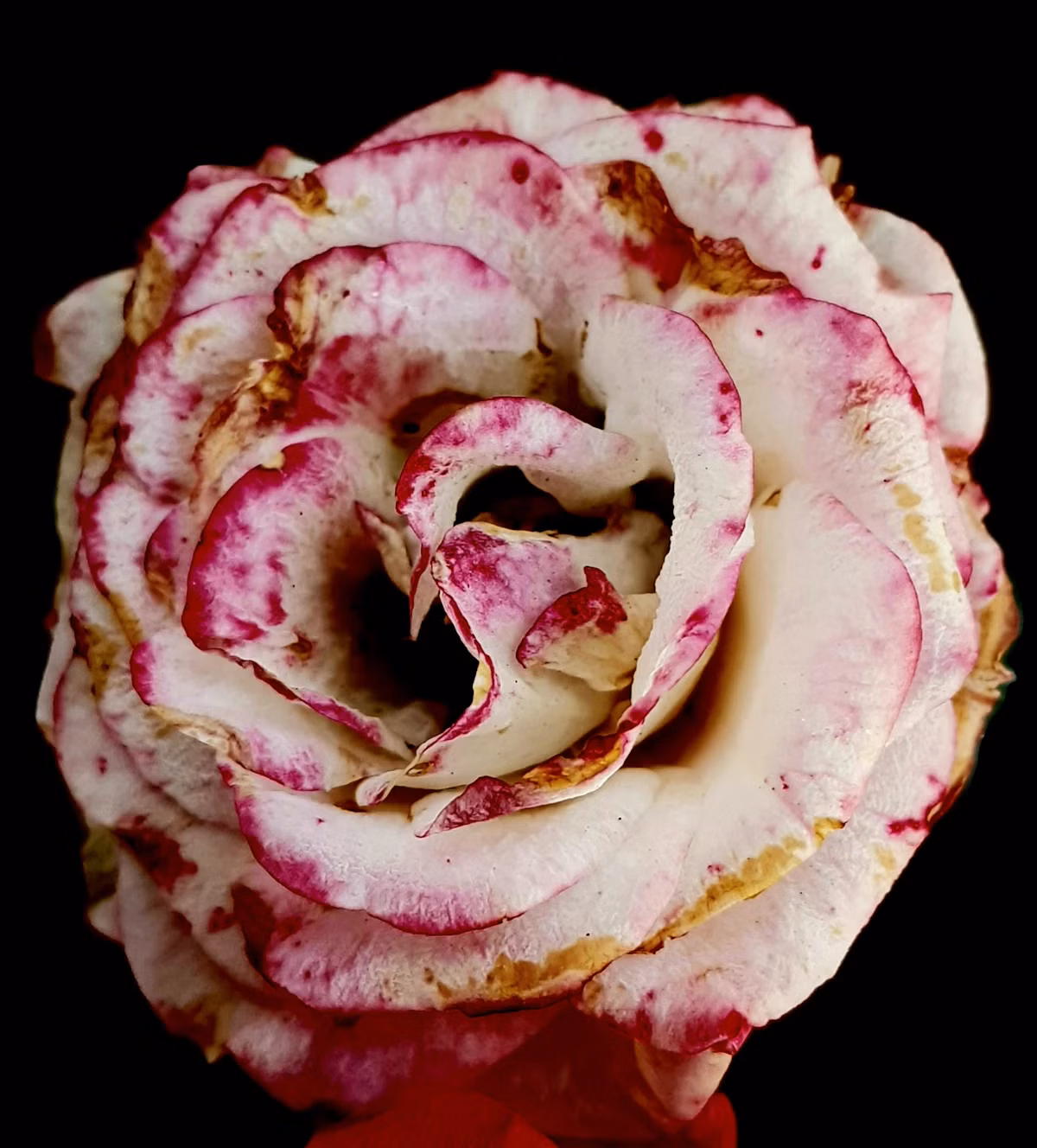 Roses care guide