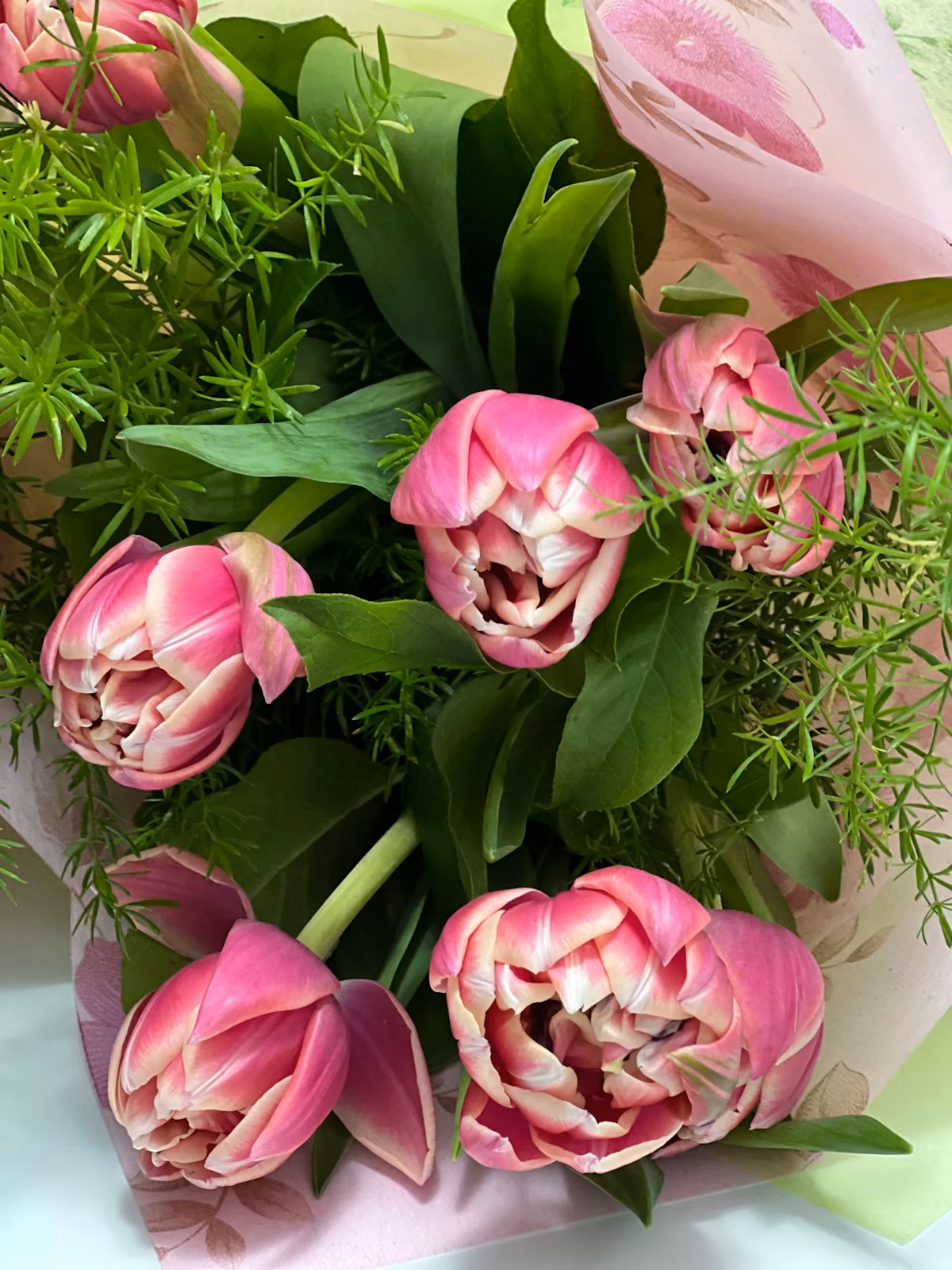 Tulips care guide
